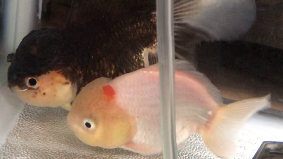 買ったばかりの激かわ金魚同士が まさかの繁殖して産卵 念願のショートテールオランダ系の稚魚が産まれるか 嬉しいサプライズ 青春worlds